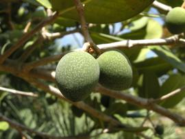   Fruit:   Noronhia emarginata ; Photo by K.E. Clancy, USDA APHIS PPQ, imageID.idtools.org
